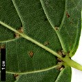 SpeciesSub: subsp. caucasica